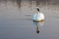 Trumpeter Swan reflecting in Yellowstone River at dawn in Yellowstone National Park in Wyoming USA