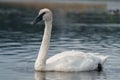 Trumpeter Swan resting at lakeside Royalty Free Stock Photo