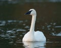 Trumpeter Swan resting at lakeside Royalty Free Stock Photo