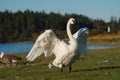 Trumpeter Swan resting at lakeside Royalty Free Stock Photo