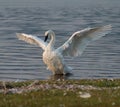 Trumpeter Swan resting at lakeside Royalty Free Stock Photo