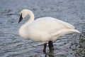 Trumpeter Swan resting at lakeside Royalty Free Stock Photo