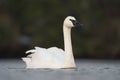 Trumpeter Swan resting at lakeside Royalty Free Stock Photo