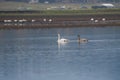 Trumpeter Swan resting at lakeside Royalty Free Stock Photo