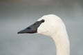 Trumpeter Swan resting at lakeside