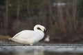 Trumpeter Swan resting at lakeside Royalty Free Stock Photo