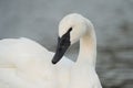 Trumpeter Swan resting at lakeside Royalty Free Stock Photo