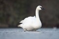 Trumpeter Swan resting at lakeside Royalty Free Stock Photo