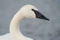 Trumpeter Swan resting at lakeside Royalty Free Stock Photo