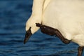 Trumpeter Swan resting and scratching at lakeside Royalty Free Stock Photo