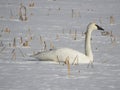 Trumpeter Swan rests on frozen over swamp in winter Royalty Free Stock Photo