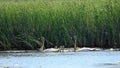 Trumpeter Swan Royalty Free Stock Photo