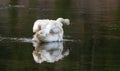 Trumpeter Swan shaking off water in Yellowstone River in Yellowstone National Park in Wyoming USA Royalty Free Stock Photo