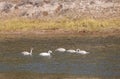 Trumpeter Swan Signets on a River in Fall in Wyoming Royalty Free Stock Photo