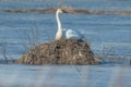 Trumpeter swan sitting on an island on a cold early spring wetland in the Crex Meadows Wildlife Area in Northern Wisconsin - poten