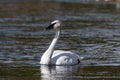 Trumpeter swan