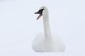 Trumpeter swan