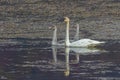 Trumpeter Swan Adult with Cygnets in Alaska Royalty Free Stock Photo