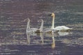 Trumpeter Swan Adult with Cygnets in Alaska Royalty Free Stock Photo