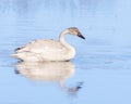 Trumpeter Swan Cygnet in Alaska Royalty Free Stock Photo