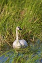 Trumpeter Swan 612142