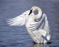 Trumpeter Swan stretching wings front view