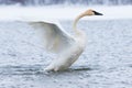 Trumpeter swan strutting