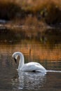 Trumpeter Swan Swimming in Golden Reflections