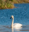 Trumpeter Swan swimming on lake Royalty Free Stock Photo