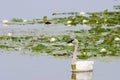 Trumpeter Swan  611958 Royalty Free Stock Photo