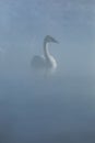 Trumpeter Swan