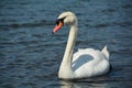 Trumpeter Swan on the water