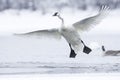 Trumpeter Swan with wings fully extended Royalty Free Stock Photo