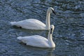 Trumpeter Swans Royalty Free Stock Photo