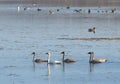 Trumpeter swans Royalty Free Stock Photo