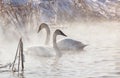 Trumpeter Swans Royalty Free Stock Photo
