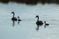 Trumpeter Swans