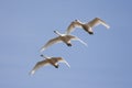 Trumpeter Swans Royalty Free Stock Photo