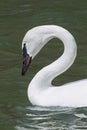 Trumpeter Swans on Boyles Hill Pond on W. Boyles Hill Road Royalty Free Stock Photo