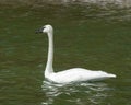 Trumpeter Swans on Boyles Hill Pond on W. Boyles Hill Road Royalty Free Stock Photo