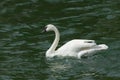 Trumpeter Swans on Boyles Hill Pond on W. Boyles Hill Road Royalty Free Stock Photo