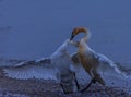 Trumpeter Swans Connect With Each Other Royalty Free Stock Photo