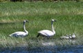 Trumpeter Swans and Cygnets  in a Marsh  2 Royalty Free Stock Photo