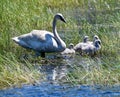 Trumpeter Swans and Cygnets  in a Marsh  1 Royalty Free Stock Photo