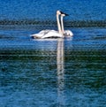 Trumpeter Swans and Cygnets