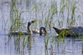 Trumpeter Swans Feed  809247 Royalty Free Stock Photo