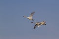 Trumpeter swans in flight Royalty Free Stock Photo