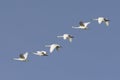 Trumpeter Swans Flying Flock Royalty Free Stock Photo