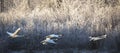 Trumpeter swans flying Royalty Free Stock Photo