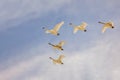 Trumpeter Swans flying in a V Formation Royalty Free Stock Photo